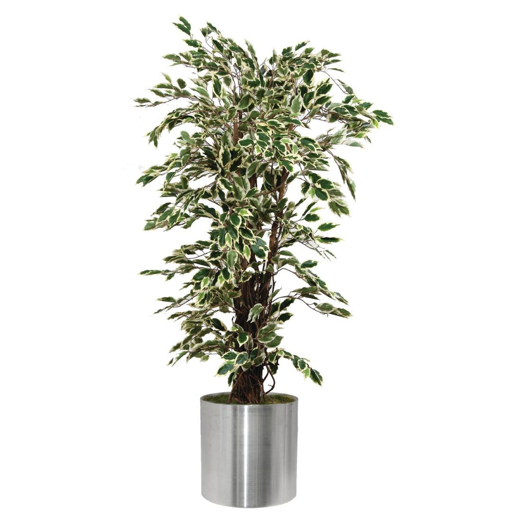 Ficus Exotica Variagated 1500mm by Bolero - Lordwell Catering Equipment